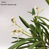 Neofinetia falcata nangoku-No-Mai 南国の舞-1